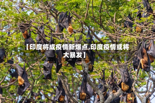 【印度将成疫情新爆点,印度疫情或将大暴发】-第2张图片