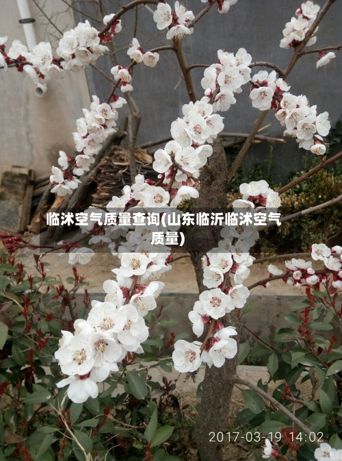 临沭空气质量查询(山东临沂临沭空气质量)