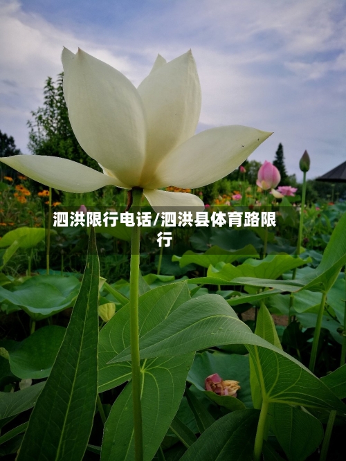 泗洪限行电话/泗洪县体育路限行